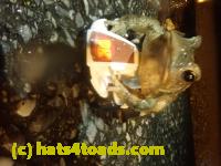 /home//u458753944/public_html/sourcegallery////////////////////////////Roxborough Toad Detour/2023/2023-03-23/P3230621.JPG